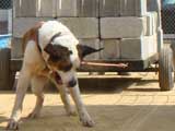 Canine Weight Pull