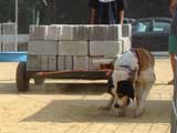 Canine Weight Pull