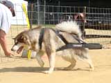 Canine Weight Pull