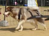 Canine Weight Pull