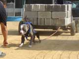 Canine Weight Pull