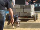 Canine Weight Pull