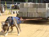 Canine Weight Pull