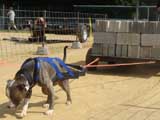 Canine Weight Pull