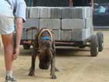 Canine Weight Pull