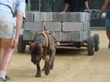 Canine Weight Pull