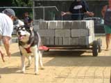 Canine Weight Pull