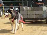 Canine Weight Pull