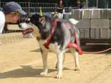Canine Weight Pull