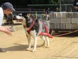 Canine Weight Pull