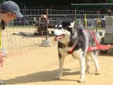 Canine Weight Pull