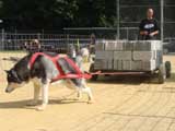 Canine Weight Pull