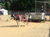 Canine Weight Pull