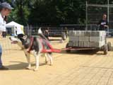Canine Weight Pull