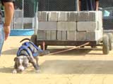 Canine Weight Pull