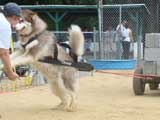 Canine Weight Pull