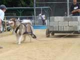 Canine Weight Pull