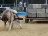 Canine Weight Pull