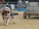 Canine Weight Pull