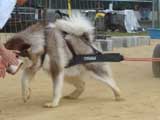 Canine Weight Pull