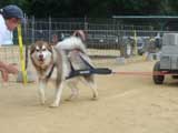 Canine Weight Pull