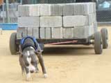 Canine Weight Pull