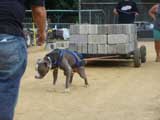 Canine Weight Pull