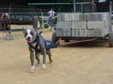 Canine Weight Pull