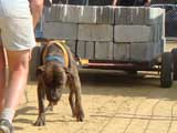 Canine Weight Pull