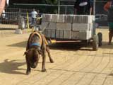 Canine Weight Pull