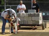 Canine Weight Pull