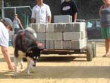 Canine Weight Pull