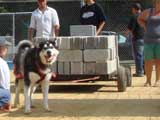 Canine Weight Pull