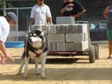 Canine Weight Pull