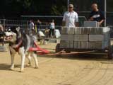 Canine Weight Pull
