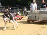 Canine Weight Pull