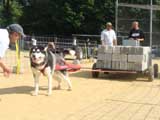 Canine Weight Pull