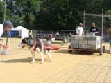 Canine Weight Pull