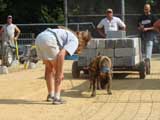 Canine Weight Pull