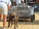 Canine Weight Pull