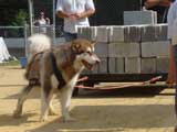 Canine Weight Pull