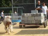 Canine Weight Pull