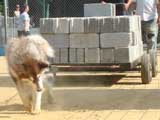 Canine Weight Pull
