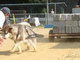 Canine Weight Pull