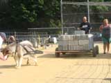 Canine Weight Pull