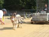 Canine Weight Pull