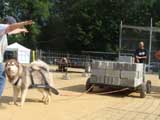 Canine Weight Pull