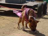 DSC00398t.jpg