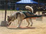 DSC00409t.jpg