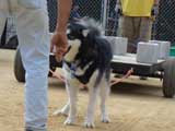 DSC00411t.jpg